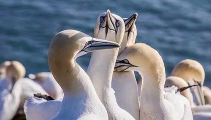 漫画收藏家必备神器:jmcomic1.7.3安装包全面指南与体验分享