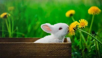 草莓视频污污：隐秘花园中的甜蜜诱惑与理性抉择